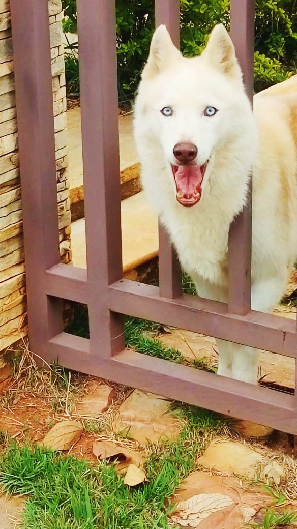 Dog
