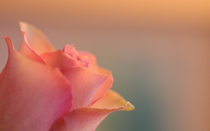 Rosa salmon