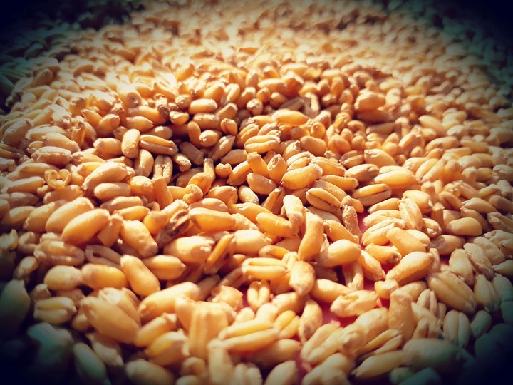 Grains