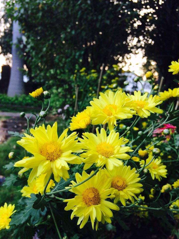 flowers