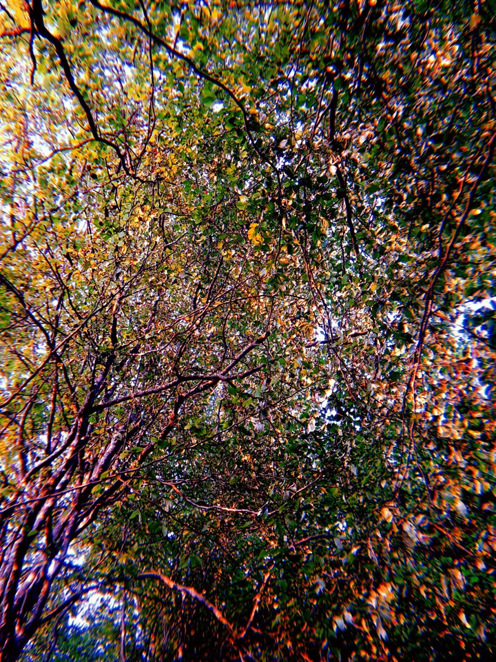 forest