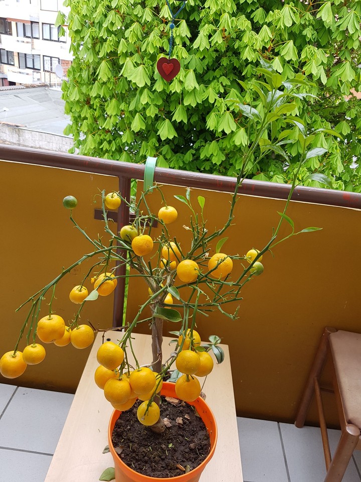 mandarine
