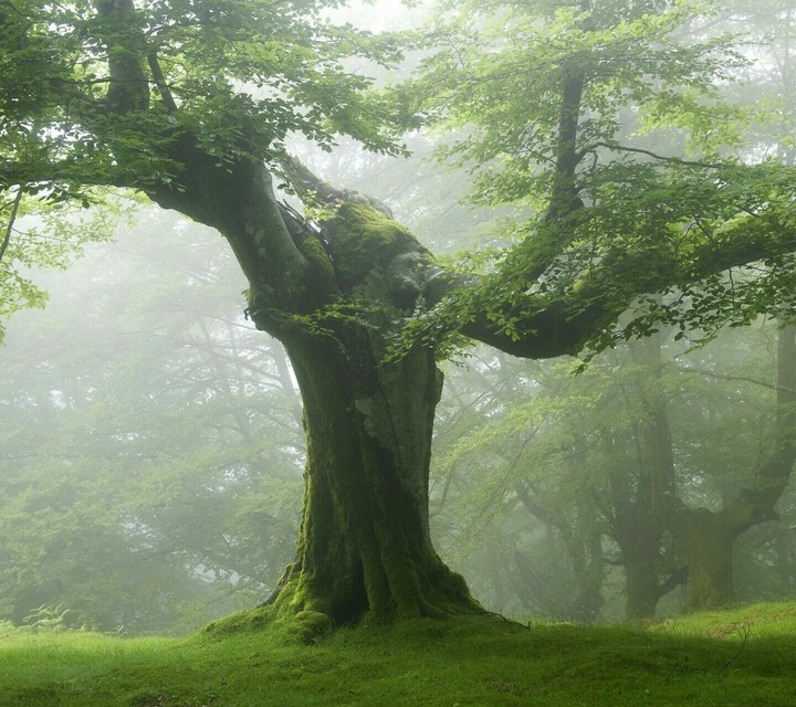 beautiful tree