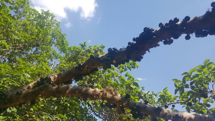 Jaboticaba
