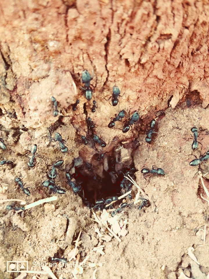 Small Shelter