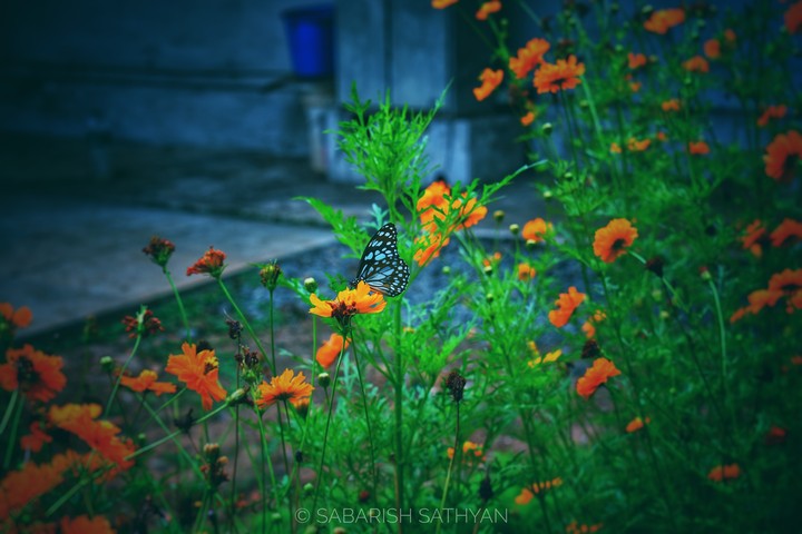 butterfly