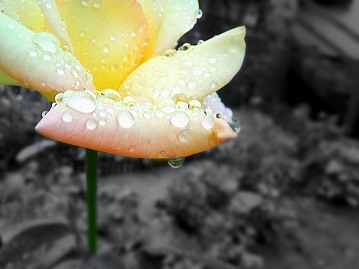 After the rain