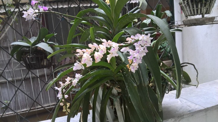 My orchids