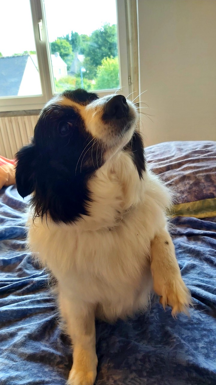 dog
