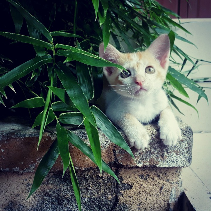 Little cat and bamboo