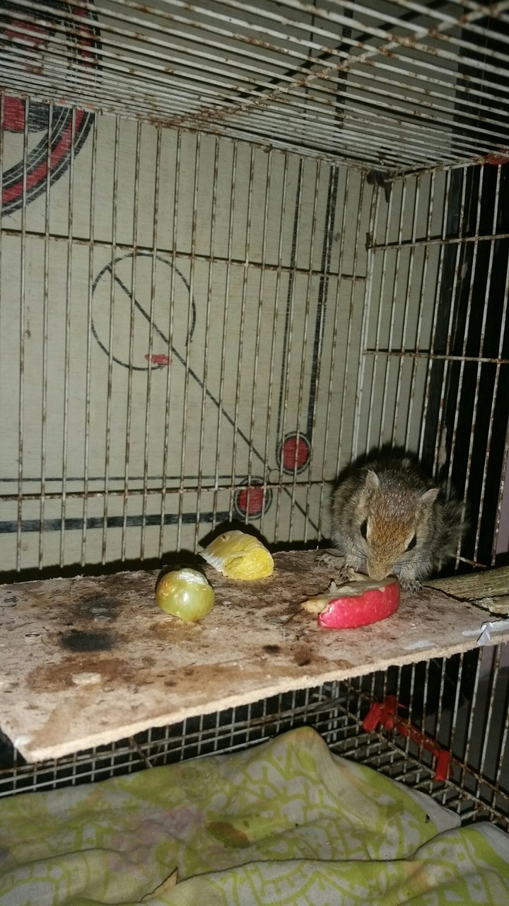 My Pet