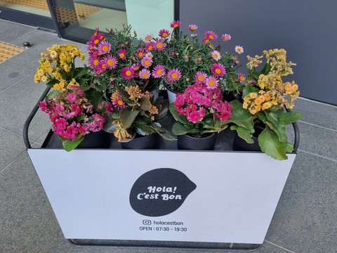 shrub, flower壁紙