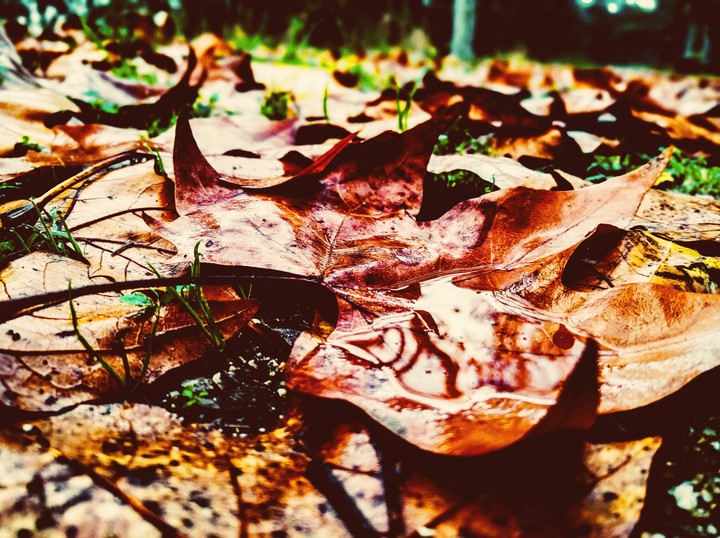 Autumn
