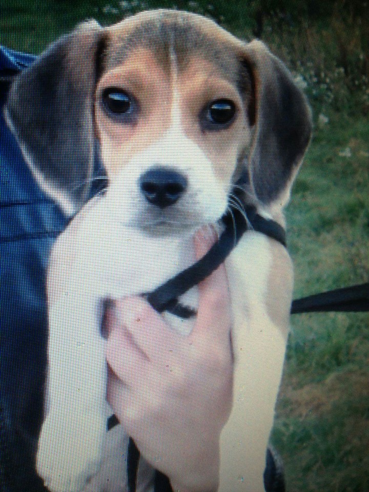 #beagle#2010r.
