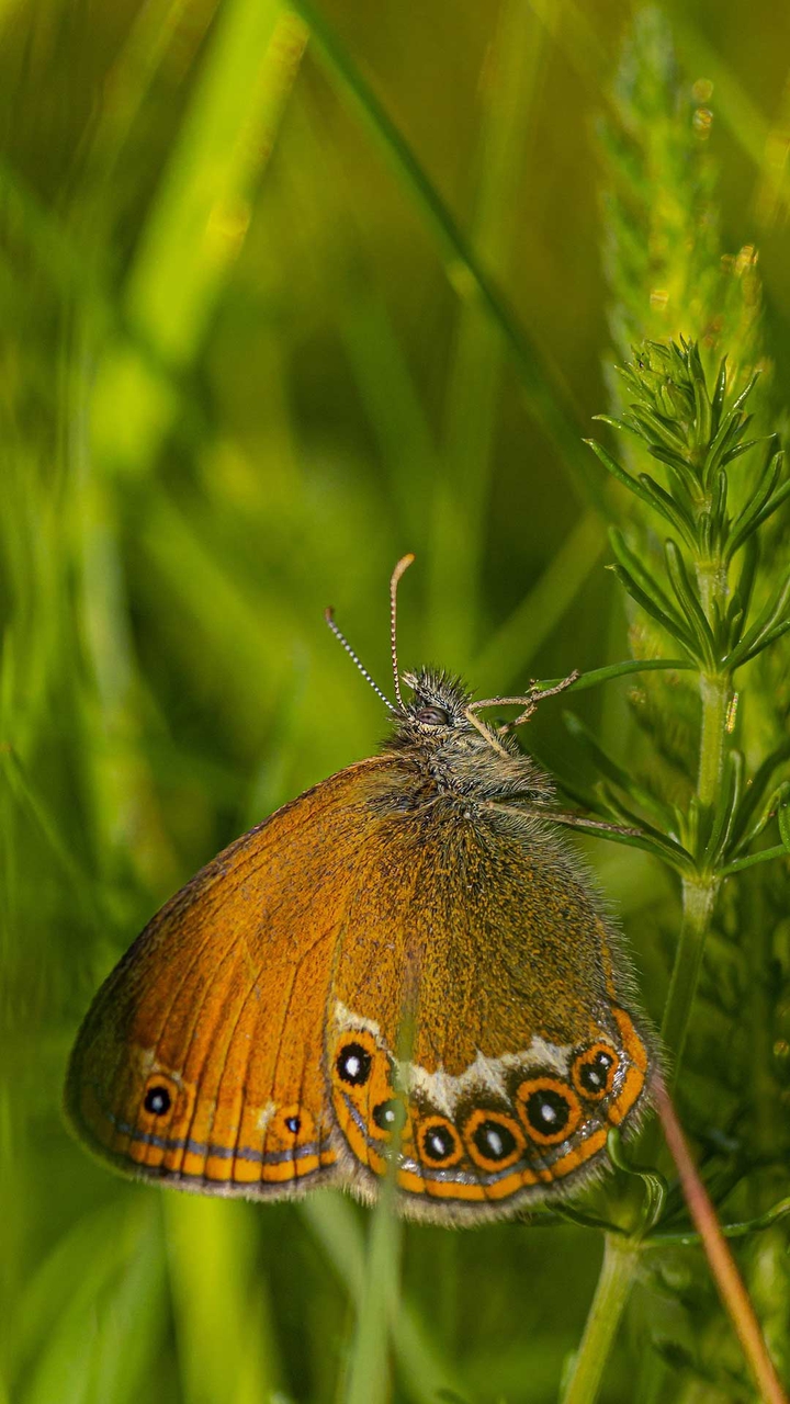 butterfly