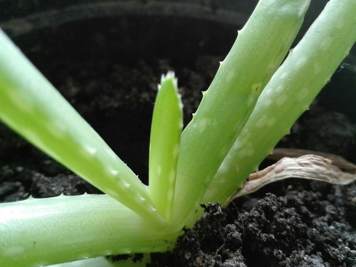 aloe
