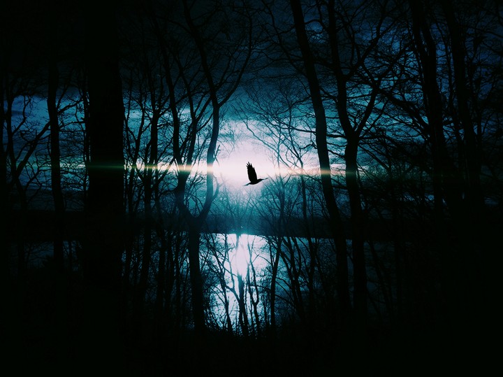 bird