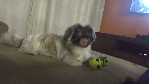 Dog
