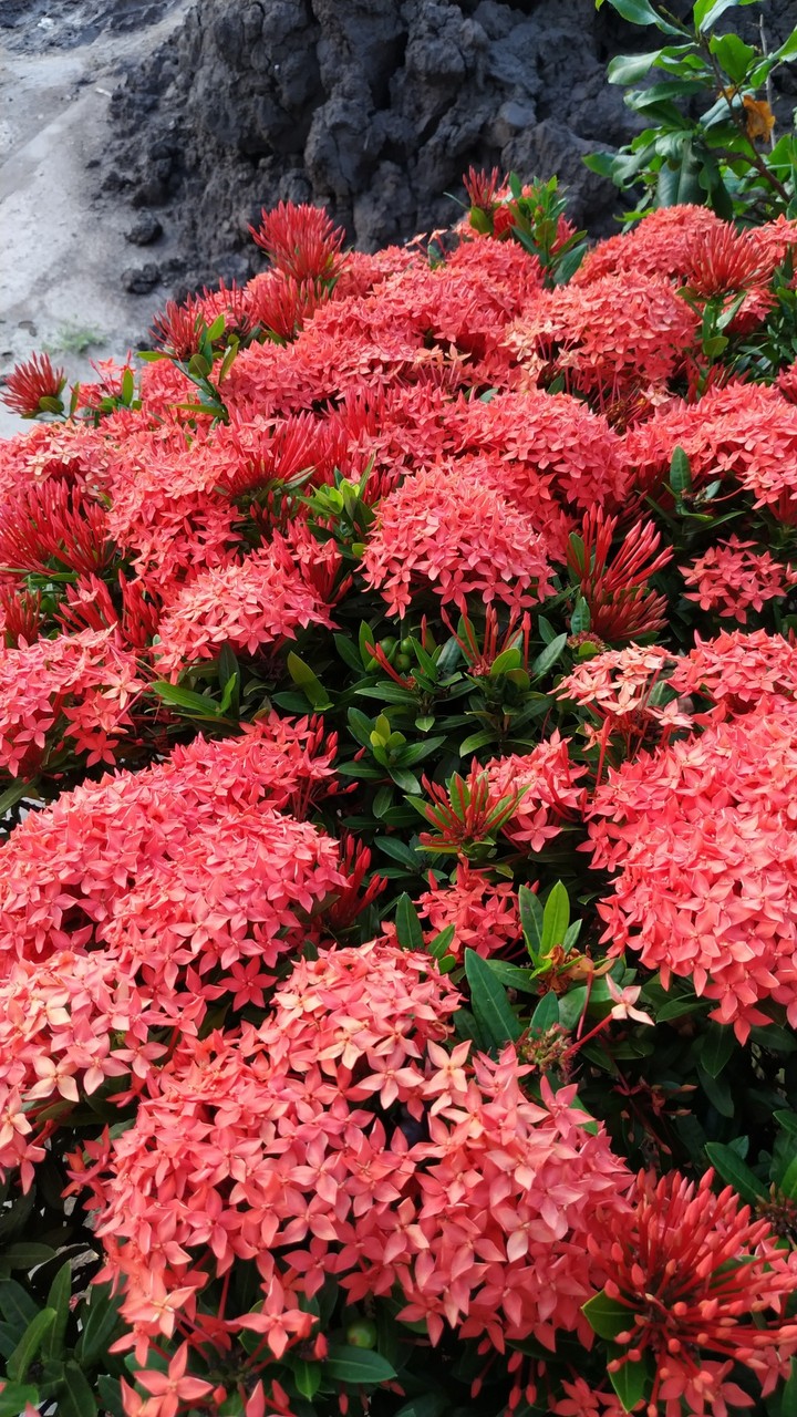 red flowers in vietnam :))