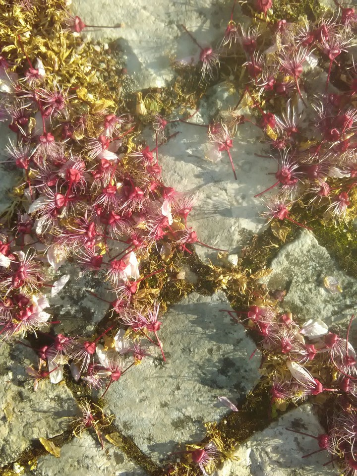 Fallen flowers