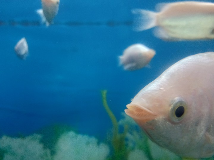 fish