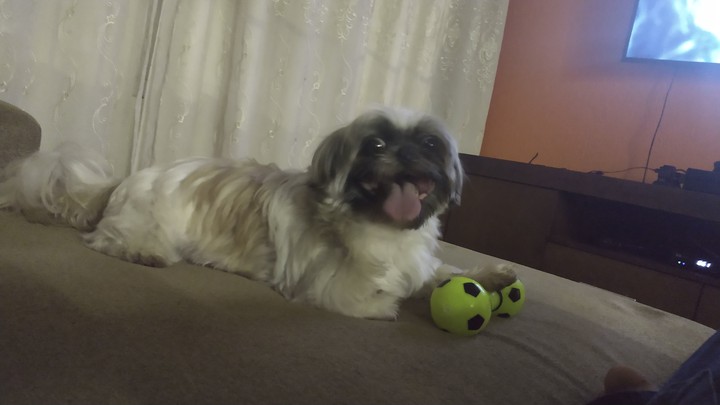Dog