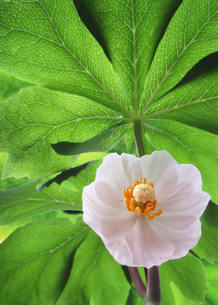 Mayapple/ Podophyllum peltatum
