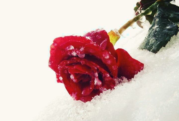 Snow and Rose