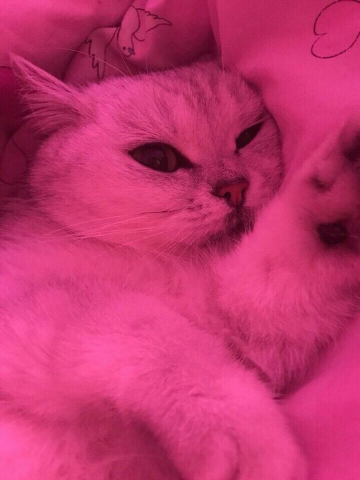 pink