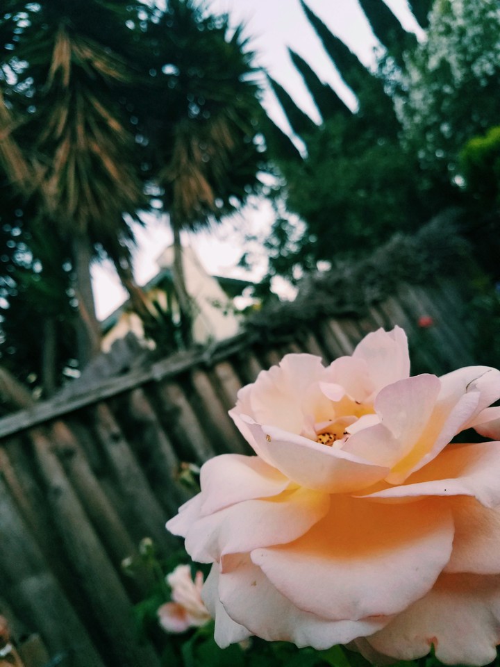 roses
