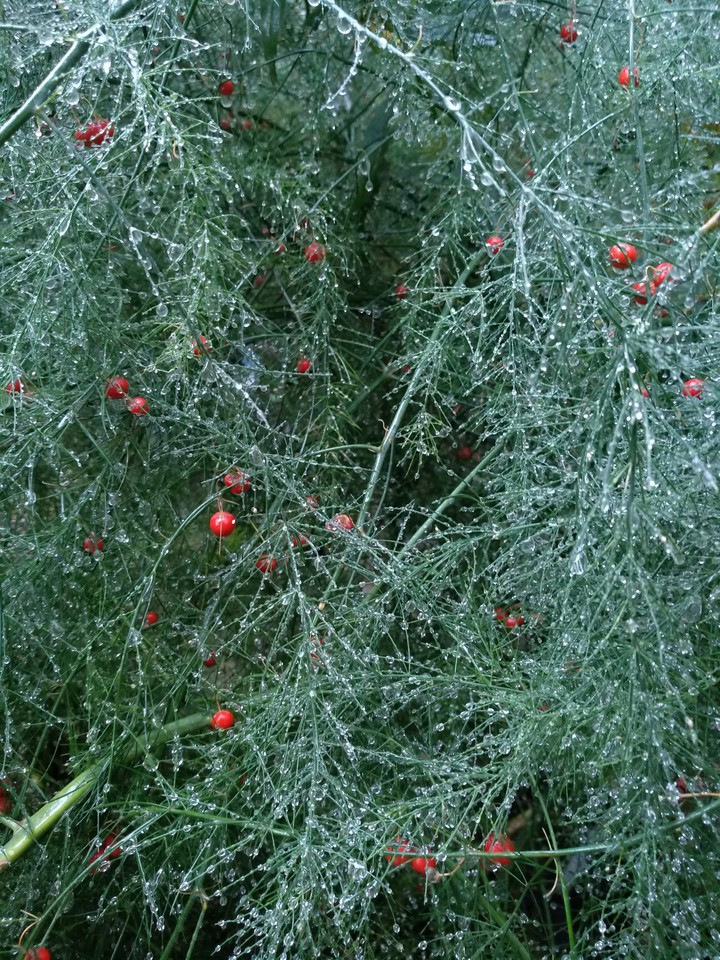 After rain