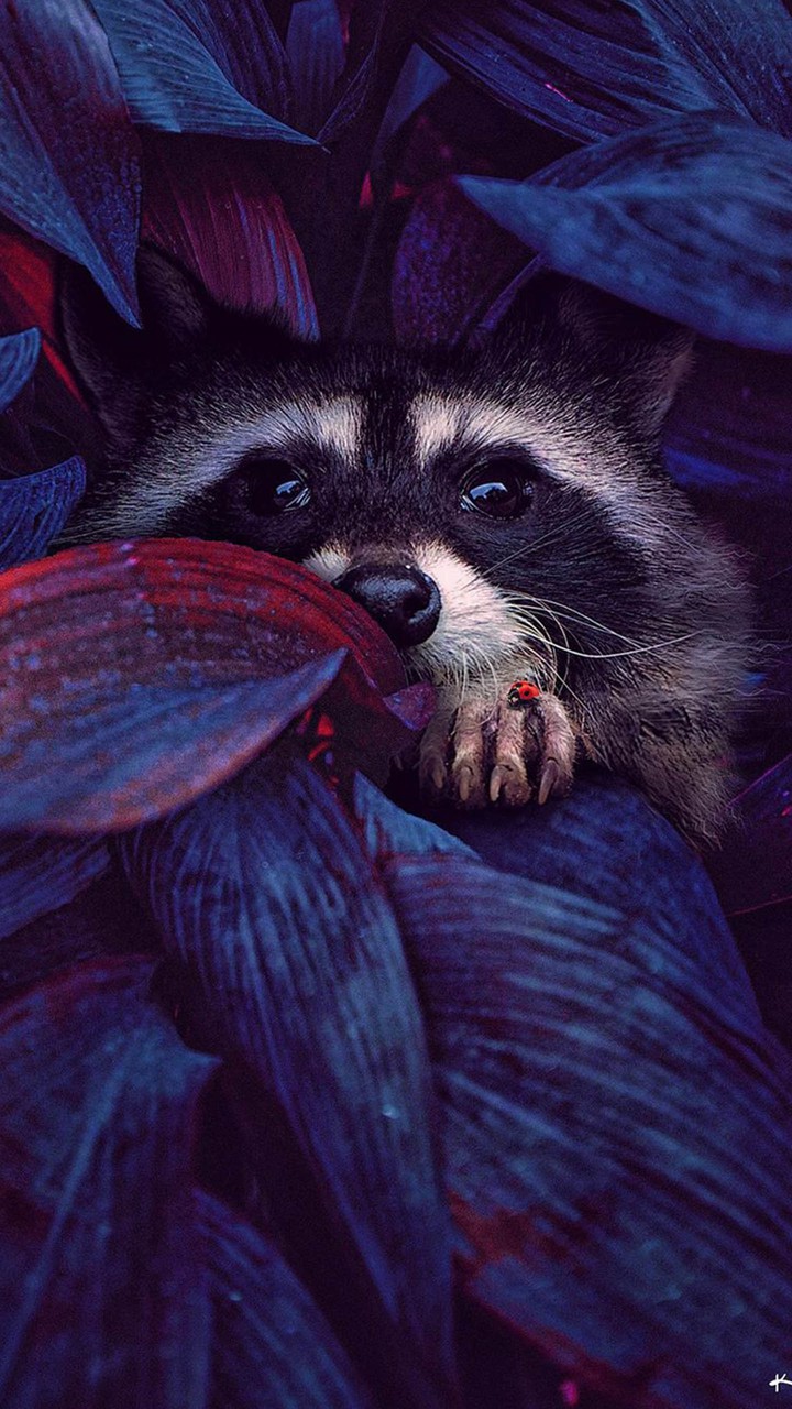 raccoon