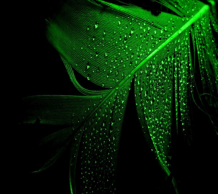 raiN DrOpS
