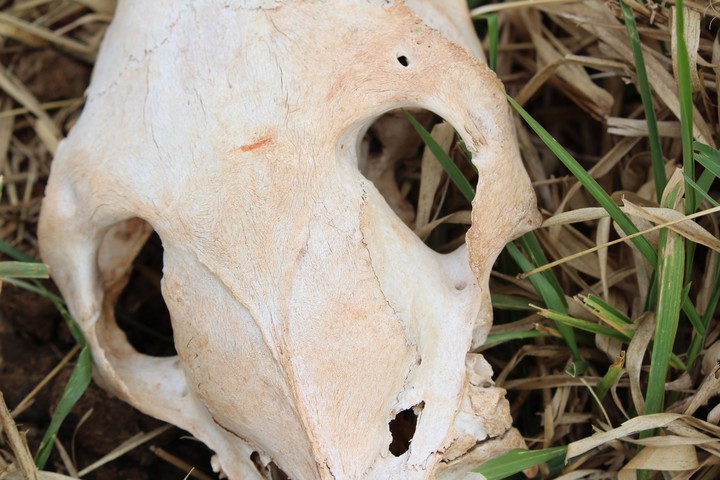 Skull caw