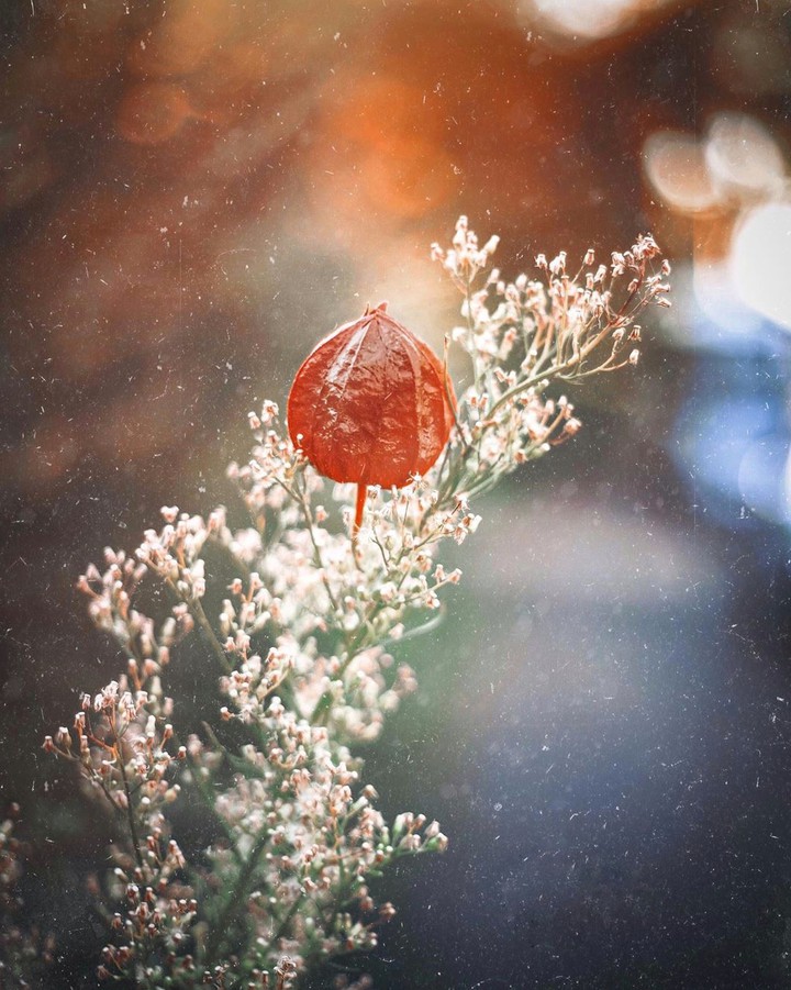 Bokeh