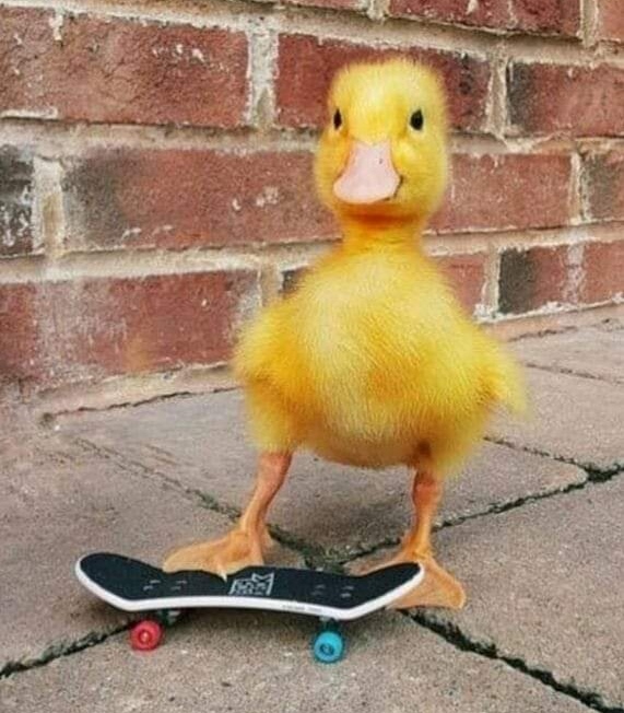 patito fachero