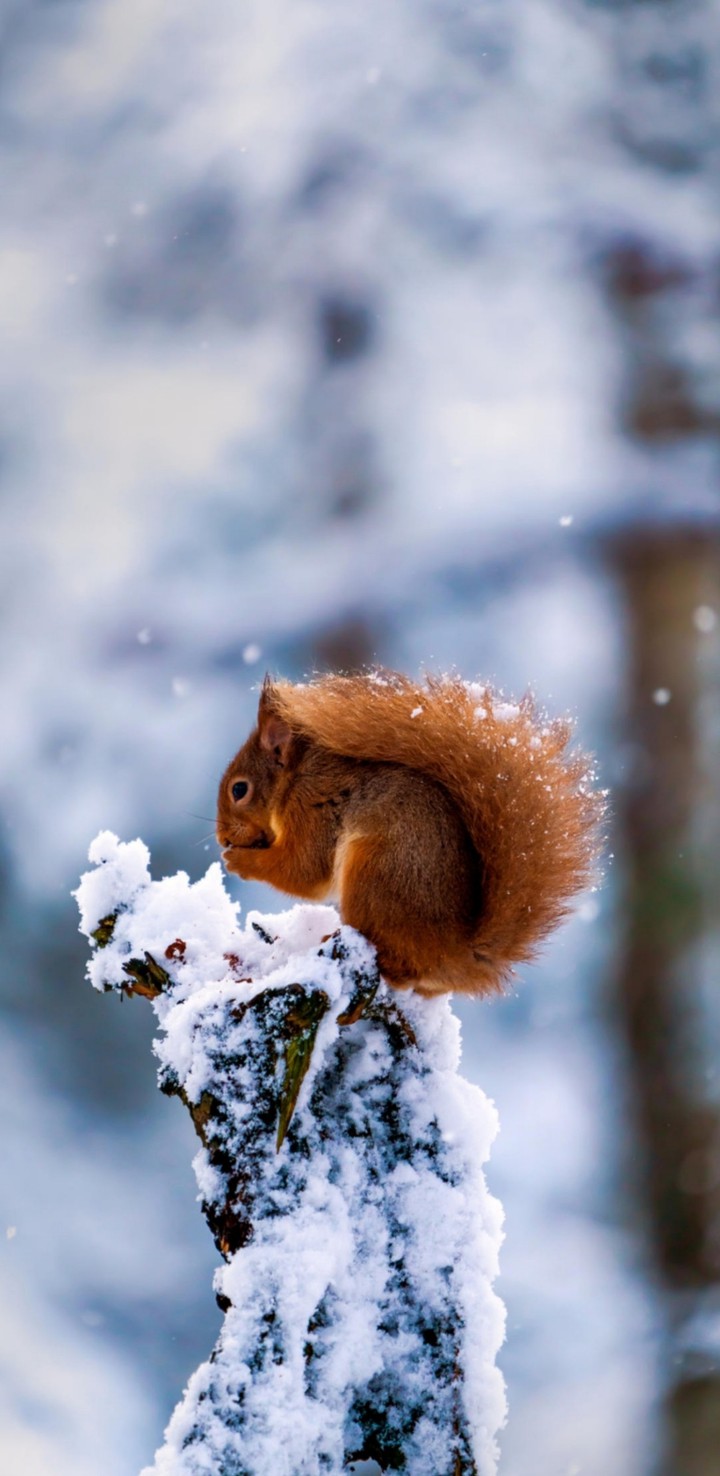 Squirrel