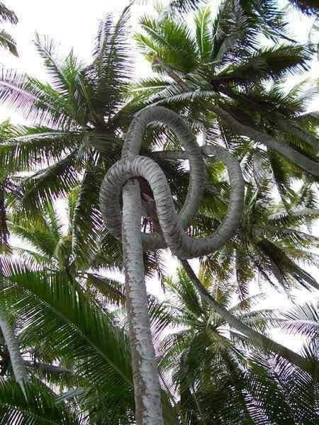 Wonders of Nature.