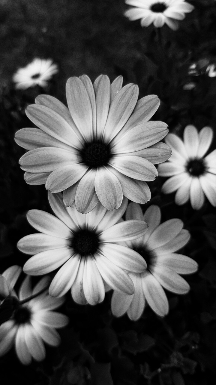 Blume