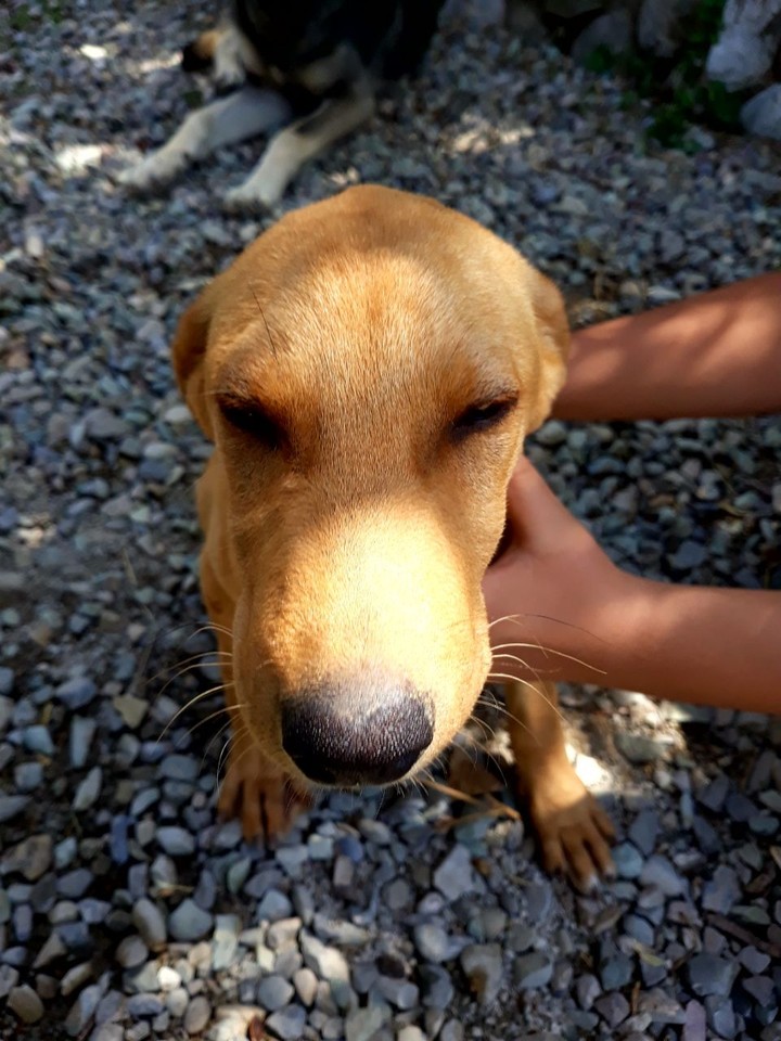 dog