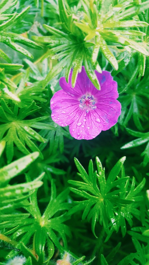 plant, flower háttérképek