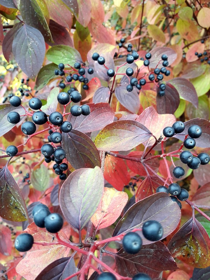 autumn