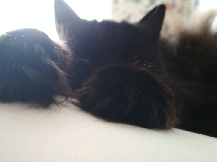 Кошачьи лапки