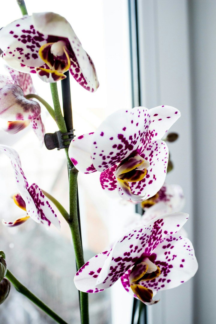 Orchid