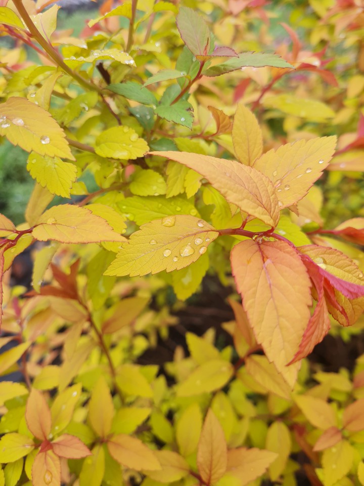 leaves