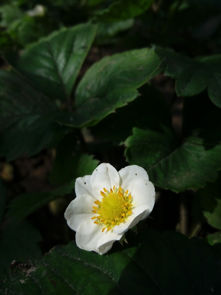 White  flower