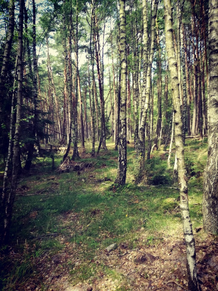 forest