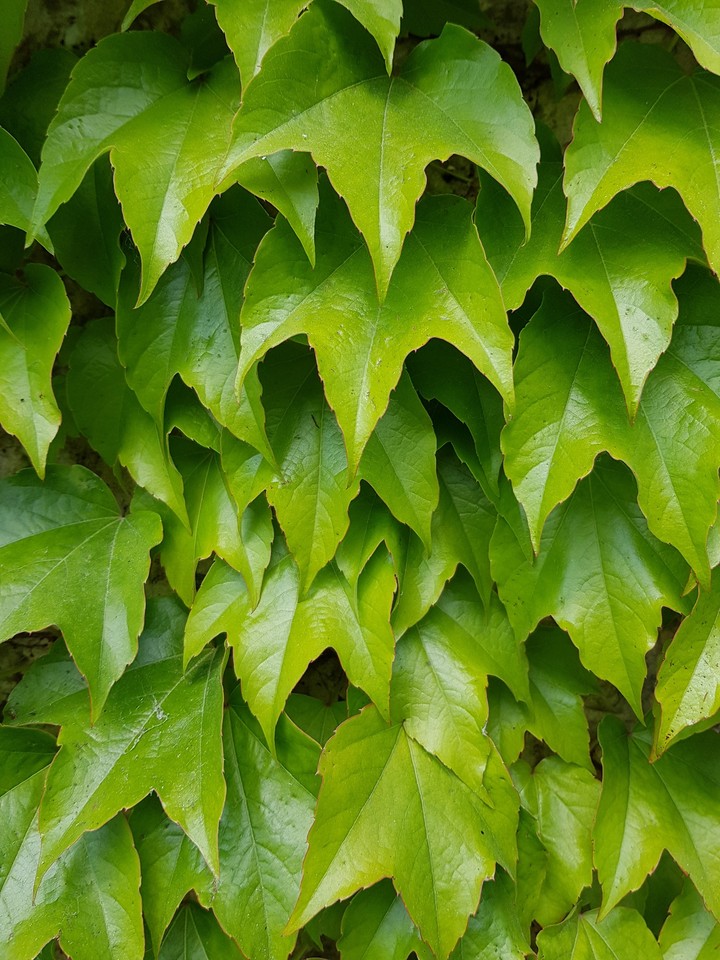 Green dream