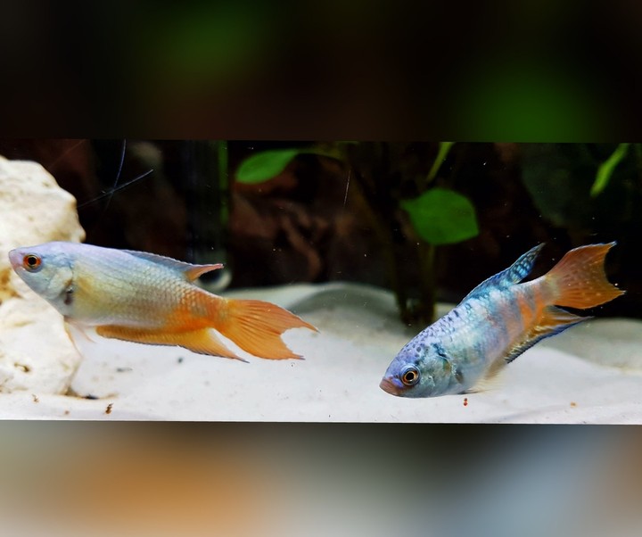 paradiesfisch