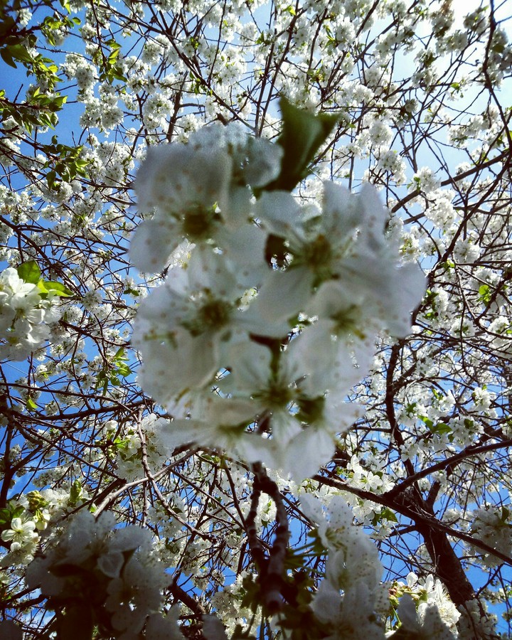 Spring